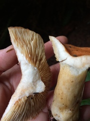 Lactarius olympianus