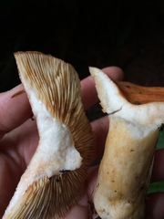 Lactarius olympianus