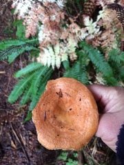 Lactarius olympianus