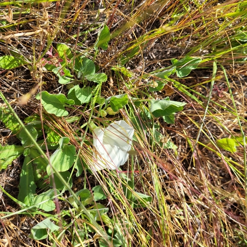 Hillside false bindweed (Calystegia subacaulis)