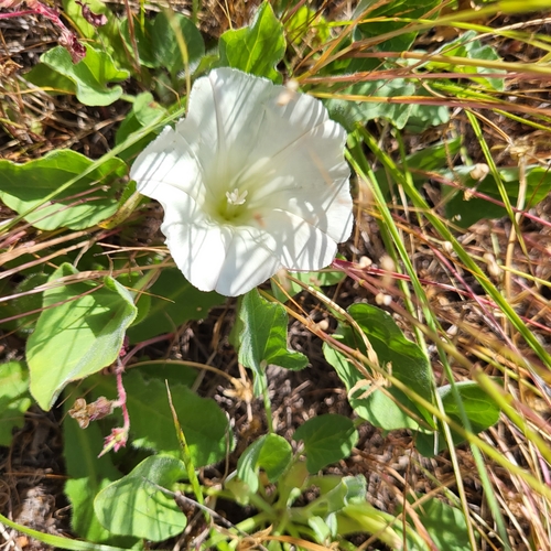Hillside False Bindweed