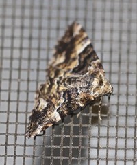 Aporoctena scierodes