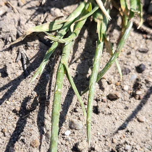Parapholis cylindrica, photograph 3