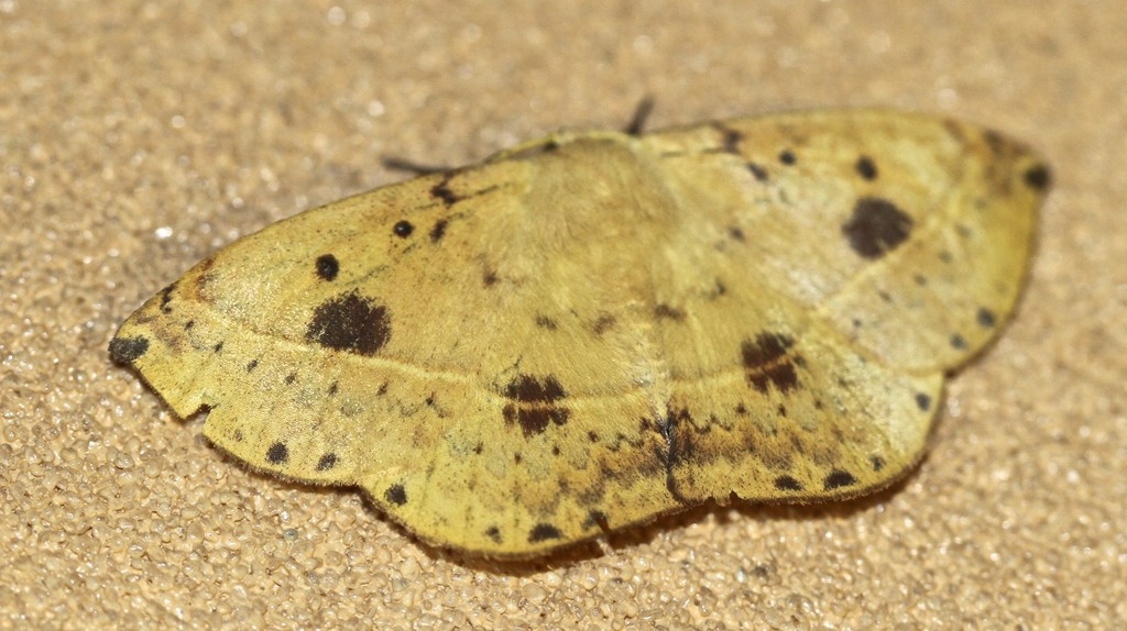 Anthela deficiens