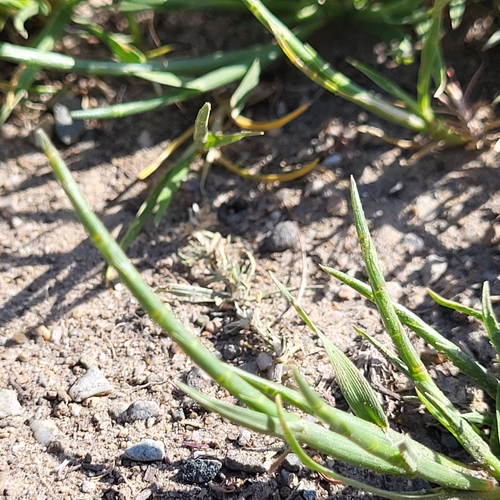 Parapholis cylindrica, photograph 4