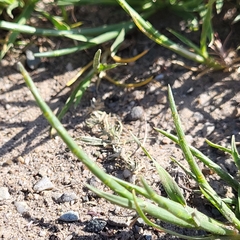 Parapholis cylindrica, photograph D Defreese, CC BY, iNaturalist via GBIF