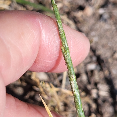 Parapholis cylindrica, photograph 6