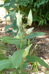 Asclepias syriaca