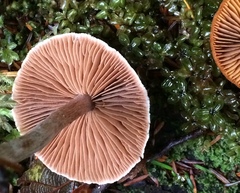 Cortinarius saniosus