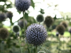 Echinops