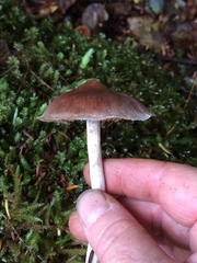 Cortinarius saniosus