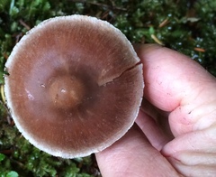 Cortinarius saniosus