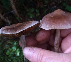 Cortinarius saniosus
