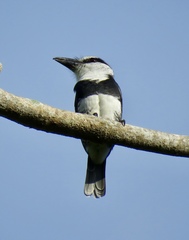 Notharchus hyperrhynchus image