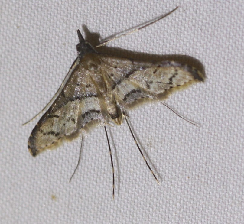 Euthrausta oxyprora