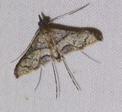 Euthrausta oxyprora