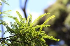 Sophora chathamica