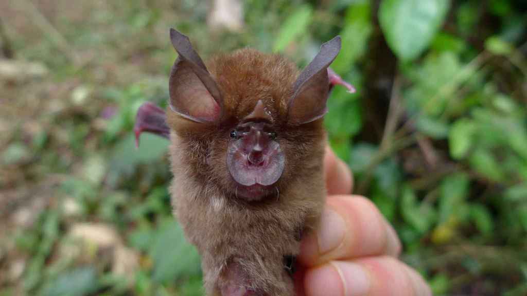 Guinean horseshoe bat (Bats of Africa) · iNaturalist
