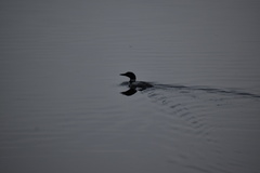 Gavia immer image