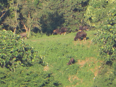 Bos gaurus