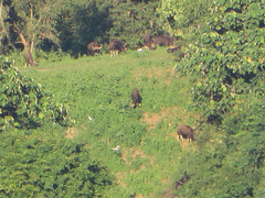 Bos gaurus