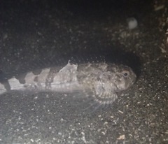 Clinocottus globiceps
