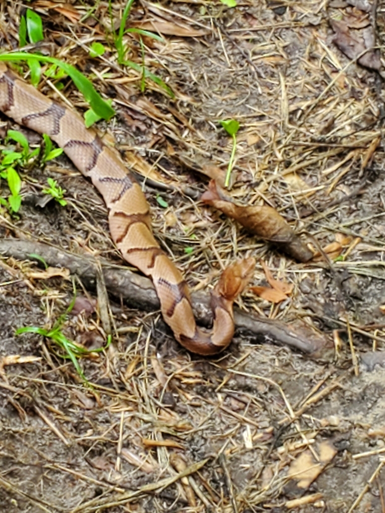 Eastern Copperhead in May 2023 by Autumn · iNaturalist