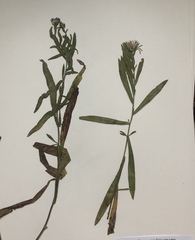 Symphyotrichum spathulatum