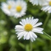 Lawn Daisy - Photo no rights reserved, uploaded by Daniel Das