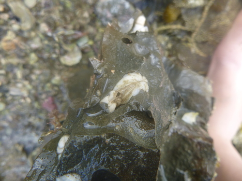 Pholadidea tridens