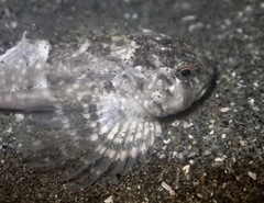 Clinocottus globiceps