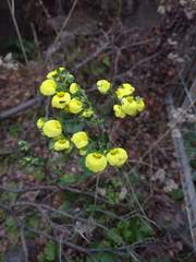 Calceolaria nudicaulis
