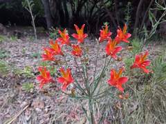 Alstroemeria ligtu