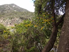 Azara serrata
