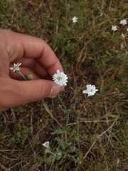 Leucheria oligocephala