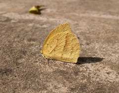 Eurema laeta