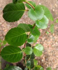 Azara petiolaris