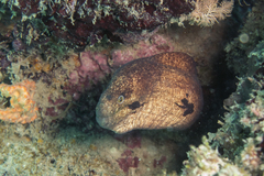 Gymnothorax breedeni