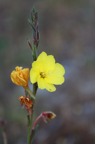 Oenothera stricta