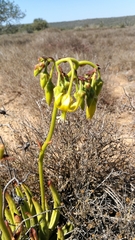Cotyledon campanulata