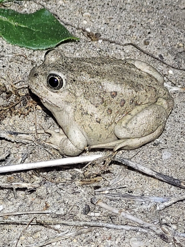 Great Basin Spadefoot (Spea intermontana), a species recorded in Utah