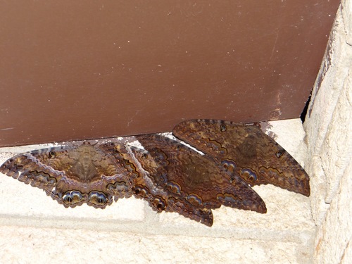 Black witch moth