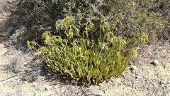 Cotyledon campanulata