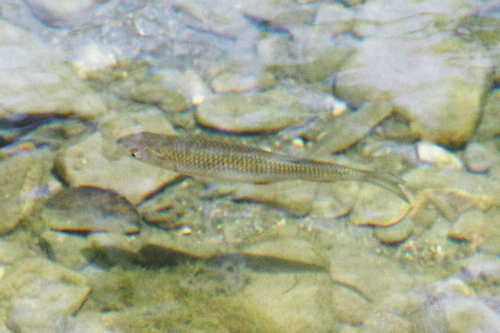 Aphips chub (Squalius aphipsi) — Cyprinidae — 3