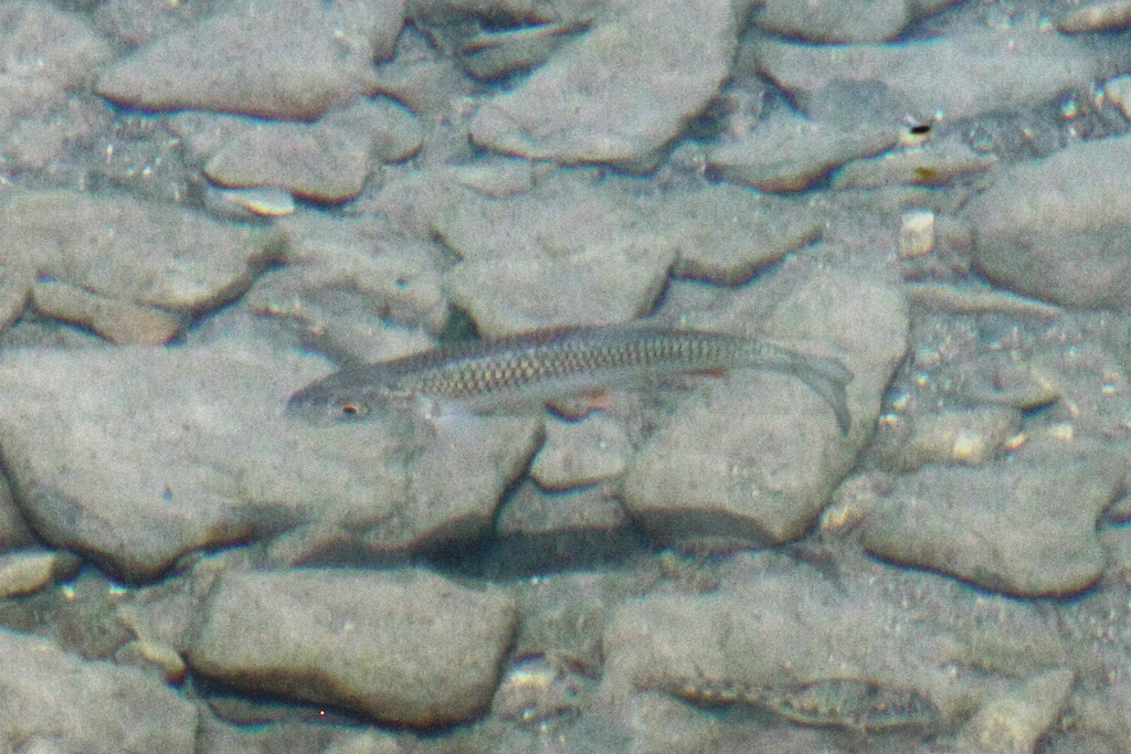Aphips chub (Squalius aphipsi) — Cyprinidae