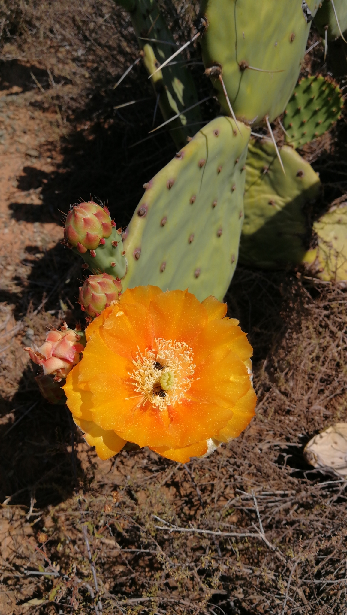 Opuntia megapotamica