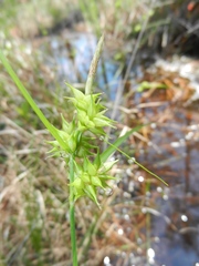 Carex elliottii