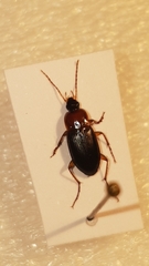 Calathus melanocephalus