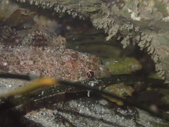 Hemilepidotus spinosus