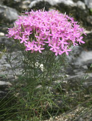 Zeltnera beyrichii